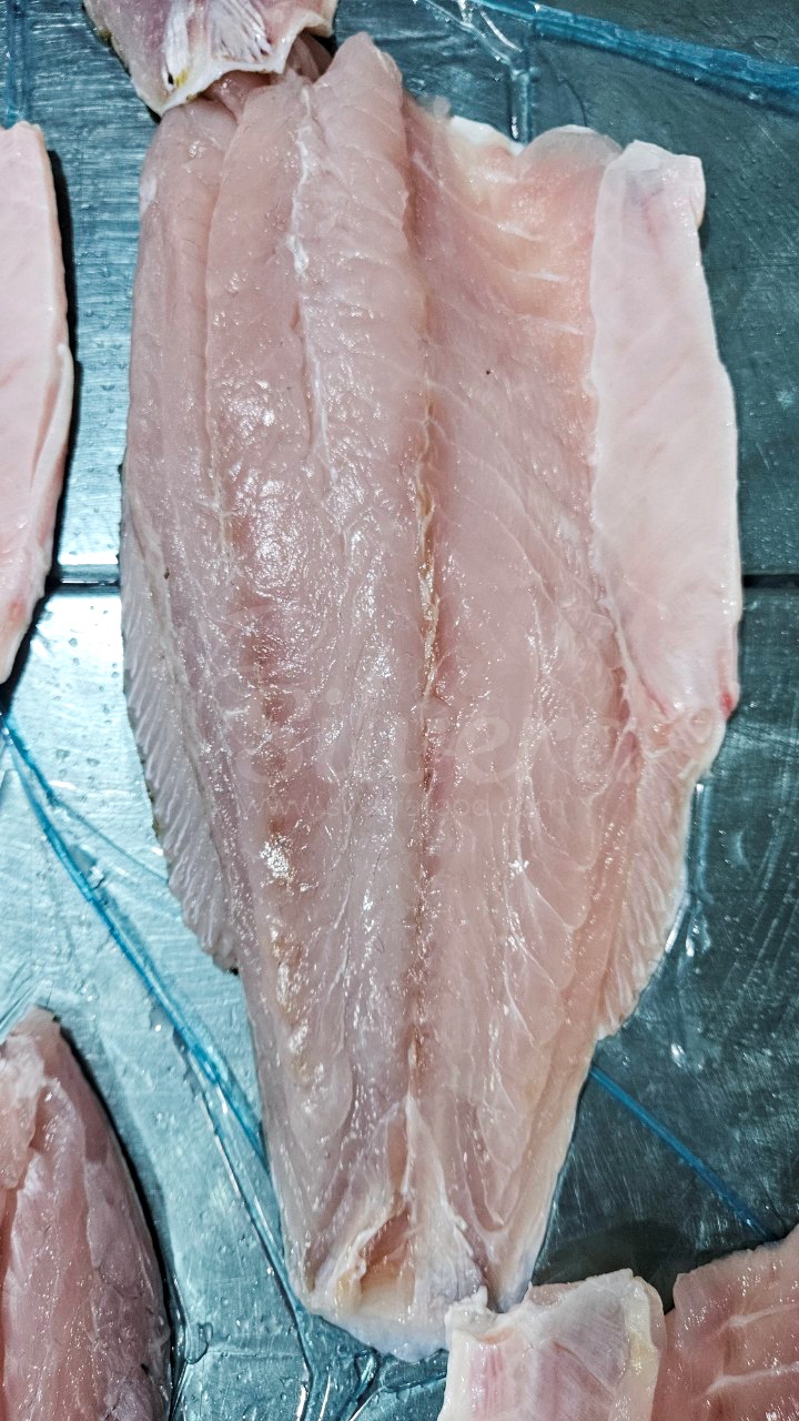 Fresh barramundi fillet