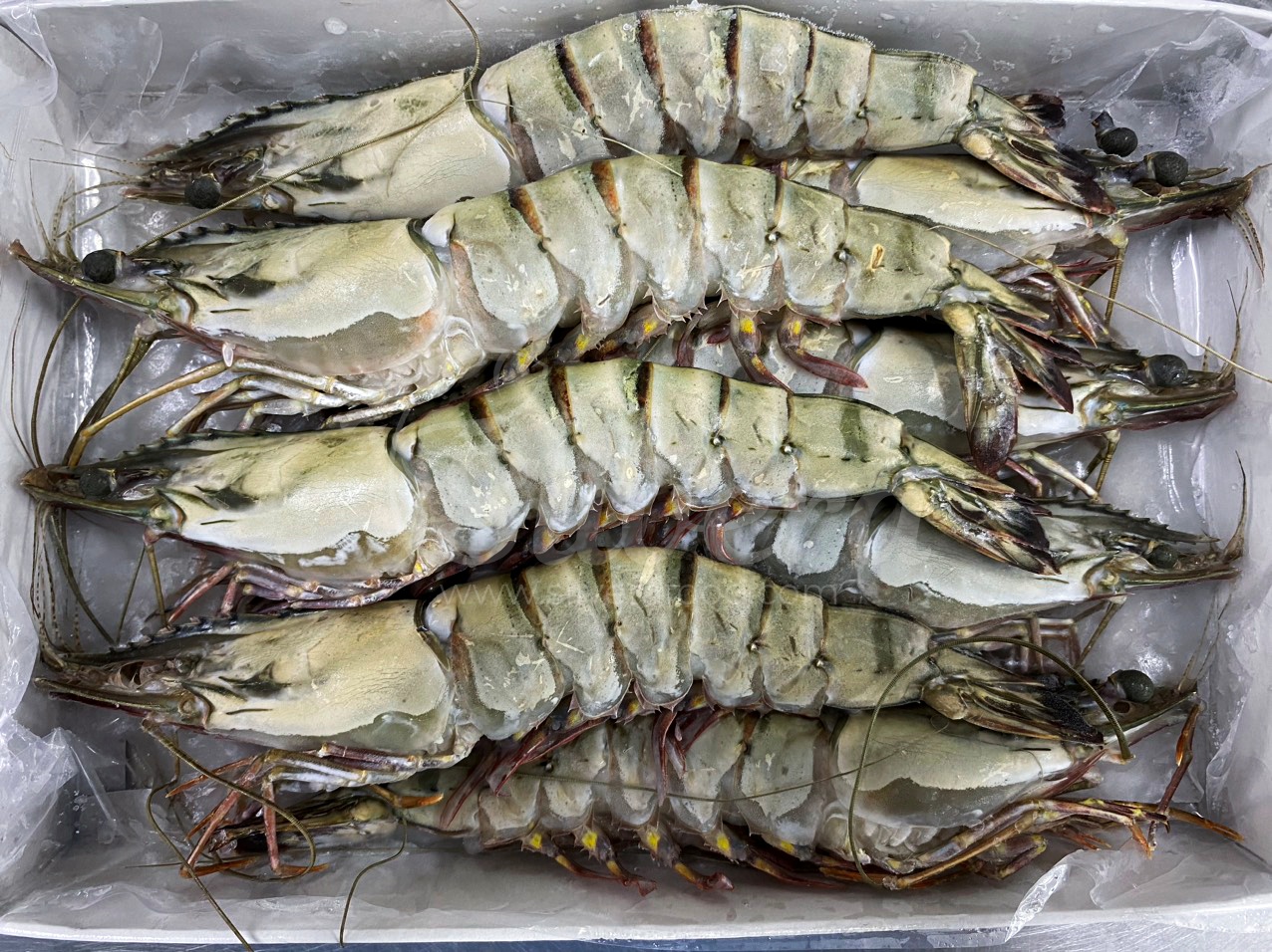 Frozen black tiger shrimp