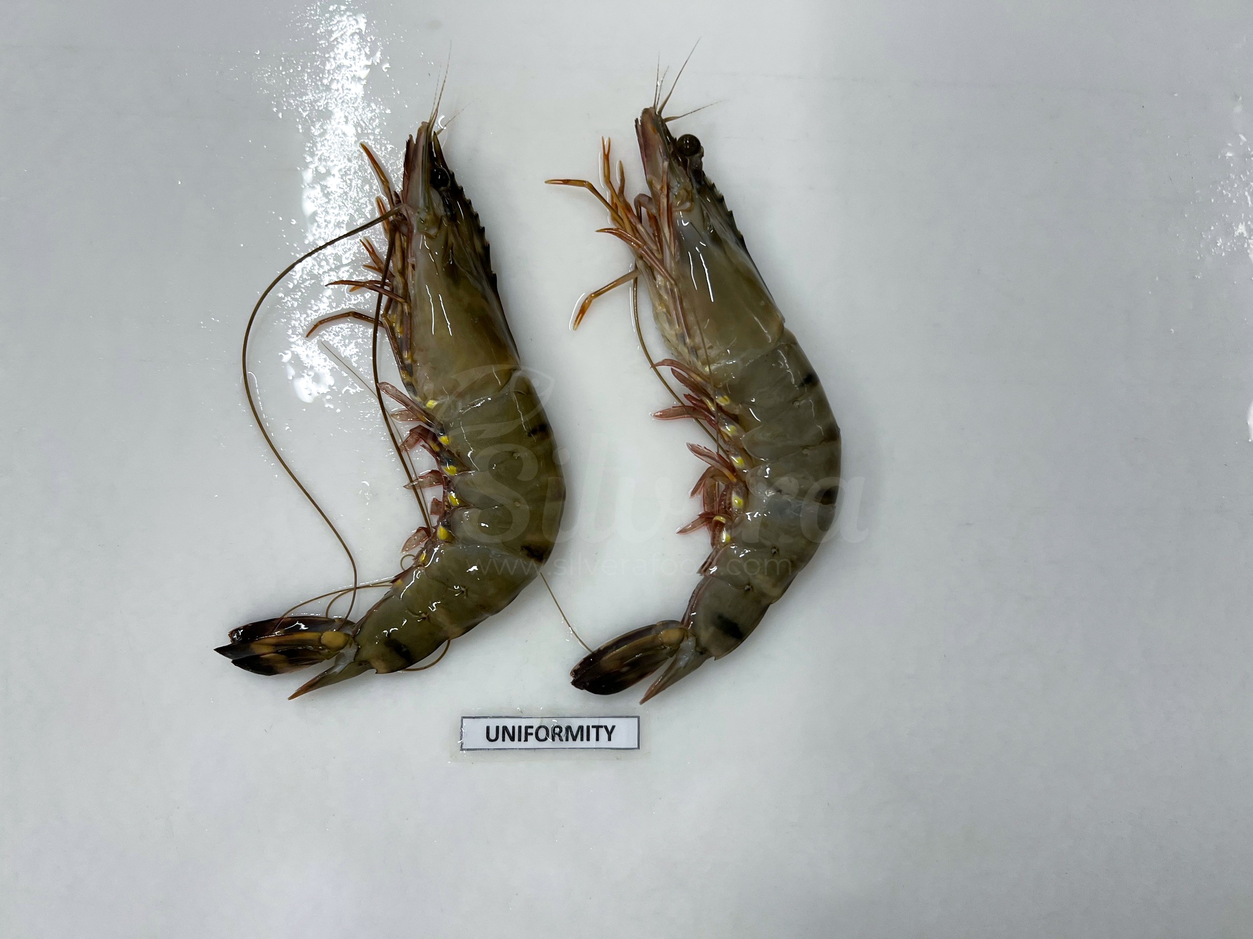 Fresh black tiger shrimp
