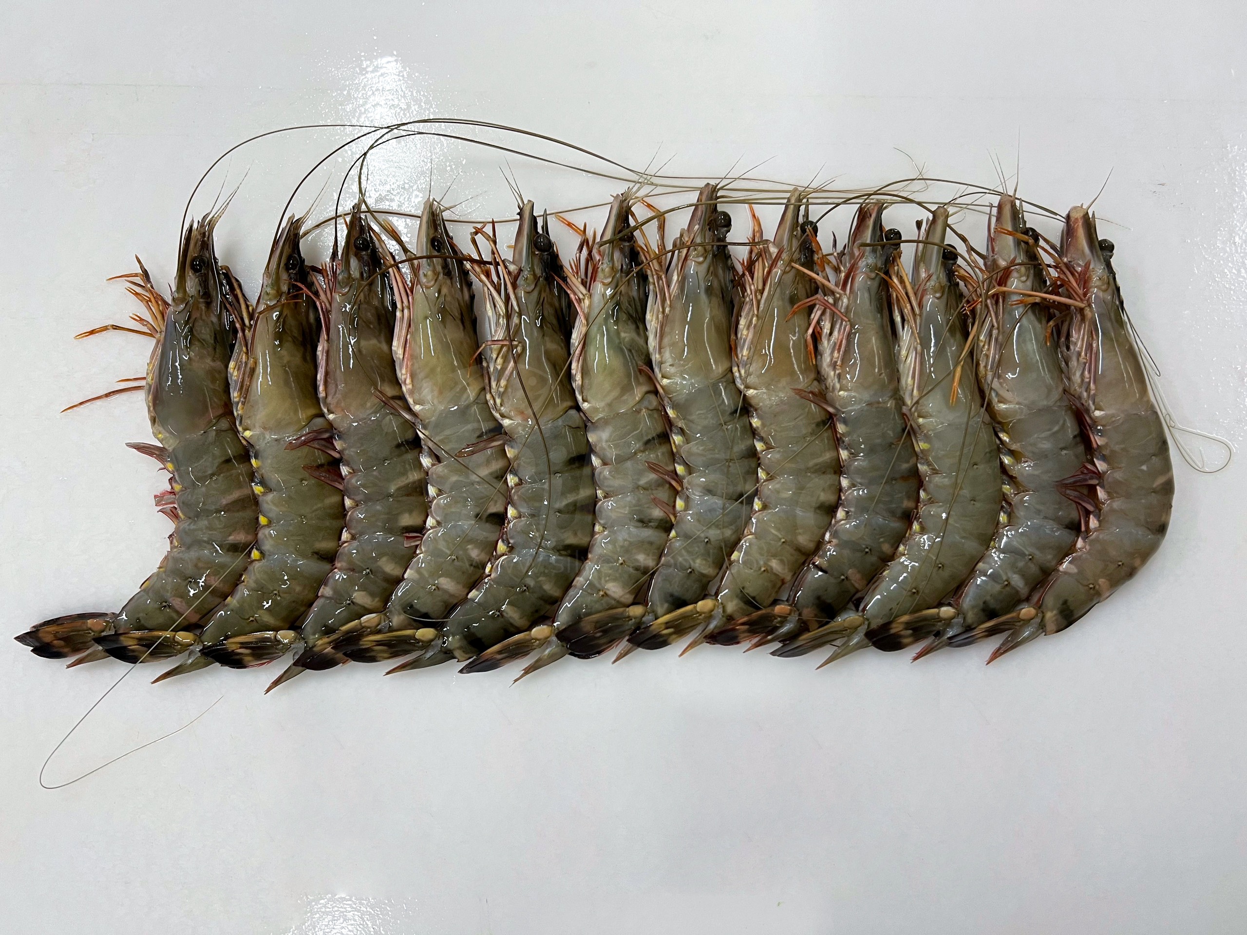 Fresh black tiger shrimp