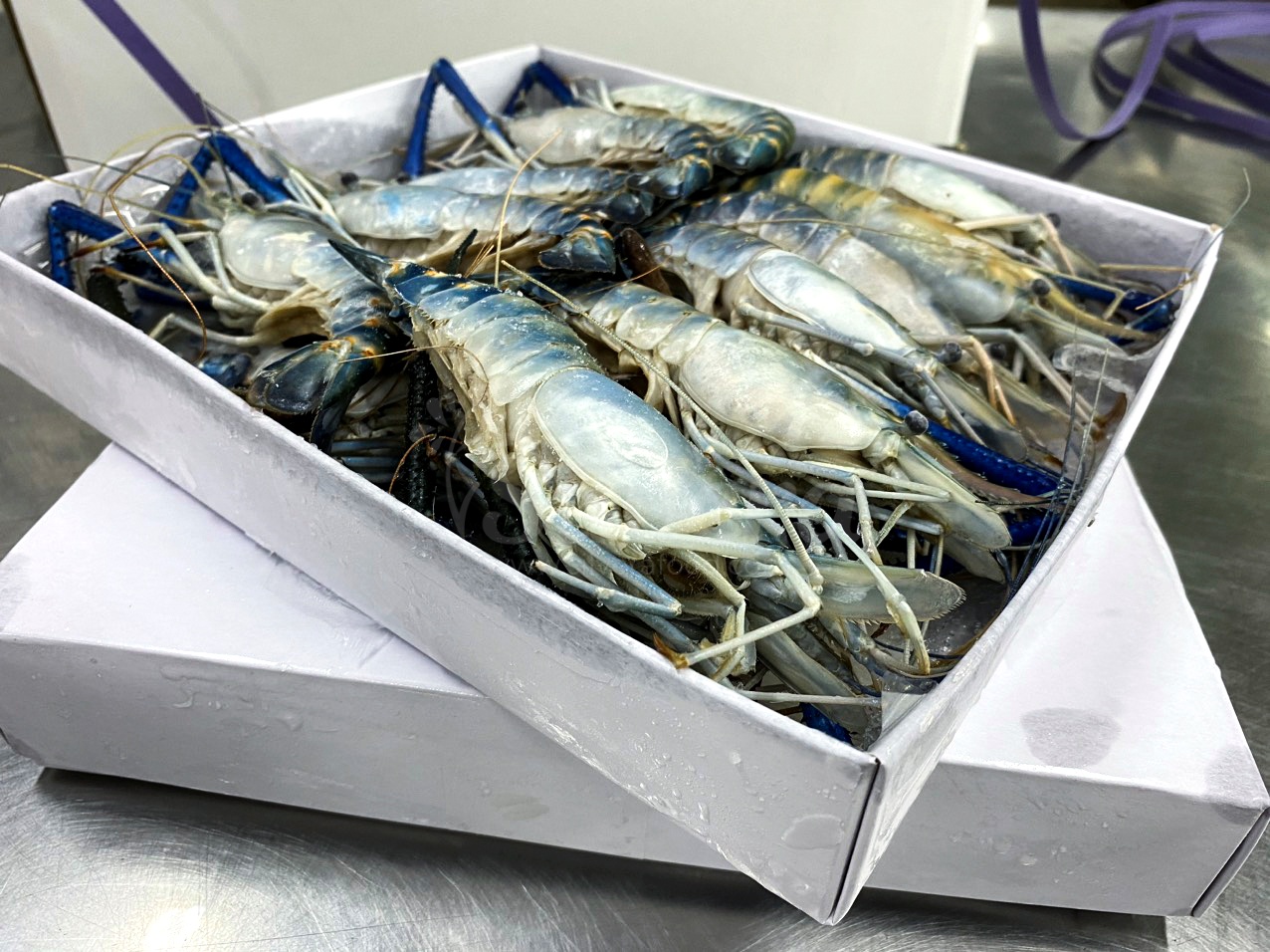 Freshwater scampi box