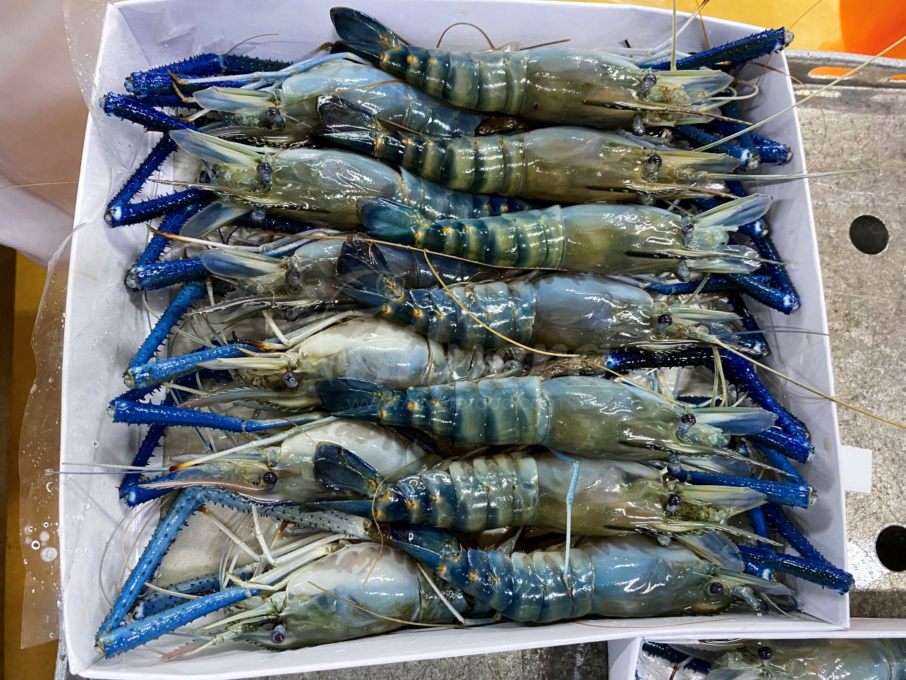 Freshwater scampi